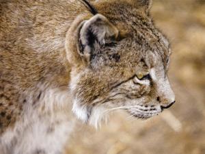 El alto número de linces muertos en lo que llevamos de año está disparando las alarmas de WWF, que lamenta que los atropellos sigan siendo la primera causa de mortalidad no natural del lince ibérico. / jmucendo (PIXABAY)