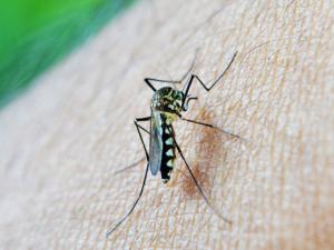 Malaria grave: identifican un nuevo fenotipo clínico