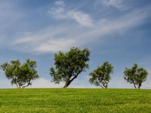 Campo abierto y libre de contaminantes. / Skitterphoto (PIXABAY)