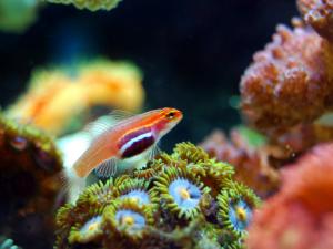 Más de 150 estudios oceanográficos fueron necesarios para recopilar la información sobre hábitats marinos, aves marinas, cetáceos, tortugas y otras especies protegidas, sus amenazas y presiones en aguas españolas que impulsara su protección. / marcelokato (PIXABAY)