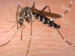 Aedes albopictus. / microbiologybytes (FLICKR)