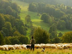 El CMNC cree que el pastoreo móvil, que cuenta con 10.000 años de antigüedad aunque hoy está perdido e incluso olvidado en muchos lugares. / Free-Photos (PIXABAY)