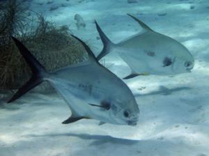 Peces de mar. / sailormn34 (PIXABAY)