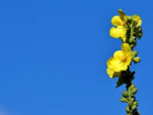 La Sierra del Rincón (Madrid) alberga más de cien variedades de plantas medicinales