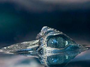 Deducen el tamaño de animales de hace millones de años a través de sus proteínas