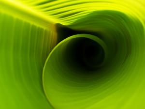 Un estudio revela cómo las heladas nocturnas afectan al tamaño de las hojas de las plantas