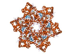 Virus del Papiloma Humano. / Jawahar Swaminathan and MSD staff at the European Bioinformatics Institute ( WIKIMEDIA)