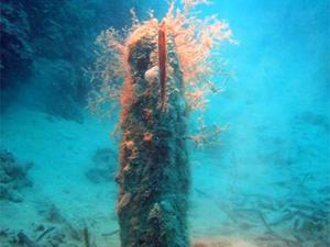 Estas nacras favorecen la biodiversidad marina y producen un ecosistema alrededor de sus valvas / Hectonichus (WIKIMEDIA COMMONS)