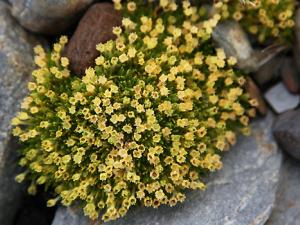 El clavel antártico, una planta que puede actuar como filtro solar para humanos