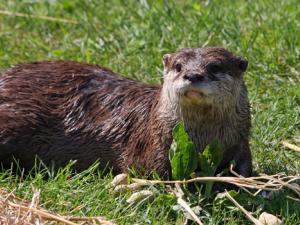 Nutria europea. / PublicDomainPictures (PIXABAY)