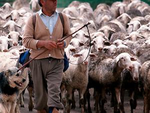 Las tecnologías del futuro irrumpen en la cultura ancestral del pastoreo