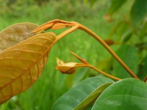 La planta Vismia baccifera provoca una respuesta tóxica en las células tumorales. / Daniel A. Monsalve Ortiz (UPV/EHU)