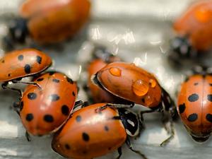Mariquitas. / John Fowler (WIKIMEDIA COMMONS)