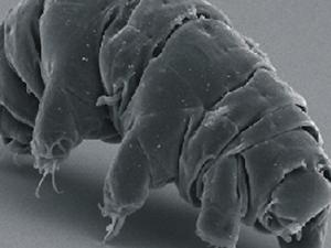 Cuando el Sol se apague, sólo quedará una especie en la Tierra: el tardígrado