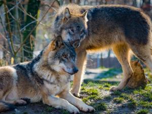 La historia de los lobos de Yellowstone es la que aparece siempre como ejemplo para ilustrar cómo puede afectar la inclusión o la desaparición de una especie en un ecosistema. / 4931604 (PIXABAY)