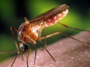 Desarrollan un método más barato y efectivo para detector mosquitos con zika / James Gathany, William Brogdon, USCDCP (PIXNIO)