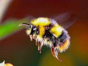 Abeja. / woodypino (PIXABAY)