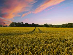La agricultura intensiva es tan sostenible como la ecológica