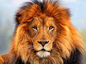 Las cifras de la aniquilación de la vida salvaje