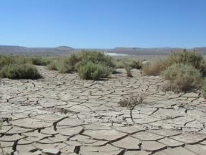 El desierto chileno, de más 100.000 km2 de extensión, recibe una precipitación media anual de 20mm de agua, lo que provoca un espectacular florecimiento en sus márgenes. / Backpackerin (PIXABAY)