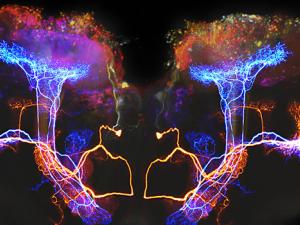 Neuronas del lóbulo beta. / NICHD (FLICKR)