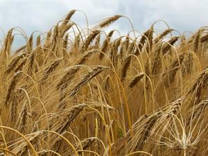 La cerveza, amenazada por el cambio climático