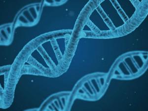 La técnica estrella de edición genética puede incrementar el riesgo de cáncer. / qimono (PIXABAY)