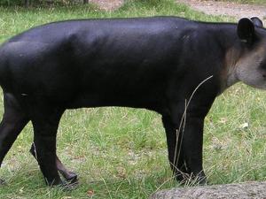 Entre las especies que pierden, como el pangolín malayo (Manis javanica), la cacatúa fúnebre piquilarga (Zanda baudinii) o el tapir centroamericano (Tapirus bairdii), las probabilidades de que aparezcan como amenazadas en la Lista Roja de la Unión Internacional para la Conservación de la Naturaleza (UICN) se multiplican por 3,7. / Piekfrosch (GERMAN WIKIPEDIA)
