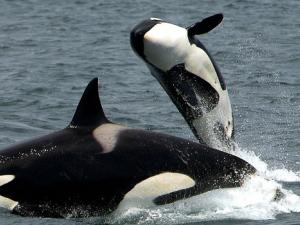 Ya son cinco las especies animales que experimentan la menopausia