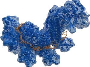 Francis Mojica, de las salinas a la quiniela del Nobel