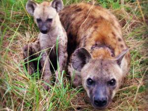 Así manda una de las pocas hembras dominantes del mundo animal