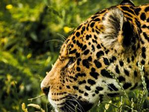 Jaguar. / cmart29 (PIXABAY)