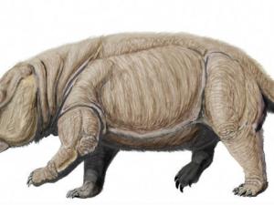 Lisowicia bojani, a giant dicynodont from Late Late Triassic of Poland | Dmitry Bogdanov