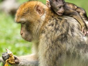 Cría de macaco a lomos de un macaco adulto. / blickpixel (PIXABAY)