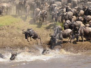 La muerte de miles de ñus da vida al río que los ahoga