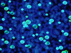 "Las personas solo somos un envoltorio con microbios"