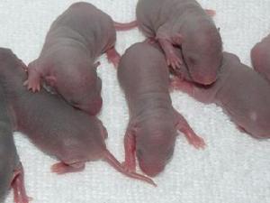 Crías de ratón. / braindamaged217 (PIXABAY)