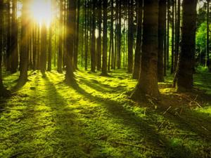 Apenas queda tierra libre de la presión humana. / jplenio (PIXABAY)