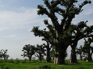 Las tierras secas ocultan un bosque tan grande como la selva amazónica