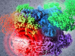 “Los tumores evolucionan constantemente para escaparse"