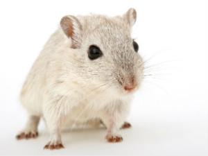 La revista Science Translational Medicine  publicó un avance que puede abrir una nueva brecha en los sistemas defensivos del cáncer. / Meditations (PIXABAY)