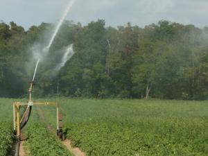 ¿Cuánta agua se utiliza para la irrigación?