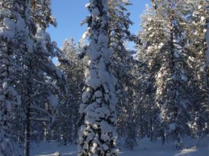 Bosque boreal cubierto de nieve. / A. Siliis (ESA)