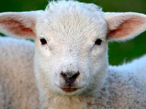 El 84% de las razas autóctonas de ganadería están en peligro de extinción