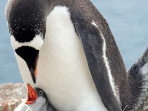 gentoo-