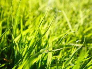 Las cubiertas vegetadas son una medida efectiva de adaptación al cambio climático en el Mediterráneo