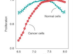 Predicción computacional de la proliferación de células cancerosas y saludables a diferentes pHs intracelulares. Las células cancerosas proliferan bien a pHs básicos, pero a pHs ácidos convierten vulnerables. / IRB Barcelona