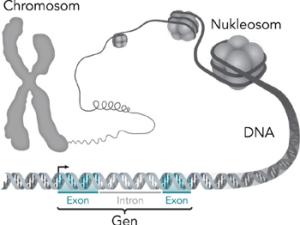 Representación esquemática de una región codificada de un segmento de ADN. / 	Thomas Splettstoesser (Wikimedia)