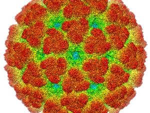 Reconstrucción con criomicroscopía electrónica del virus de Chikungunya. / A2-33 (WIKIMEDIA)