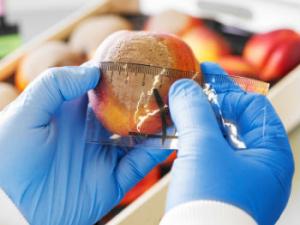 Melocotón afectado por monilinia. / IRTA